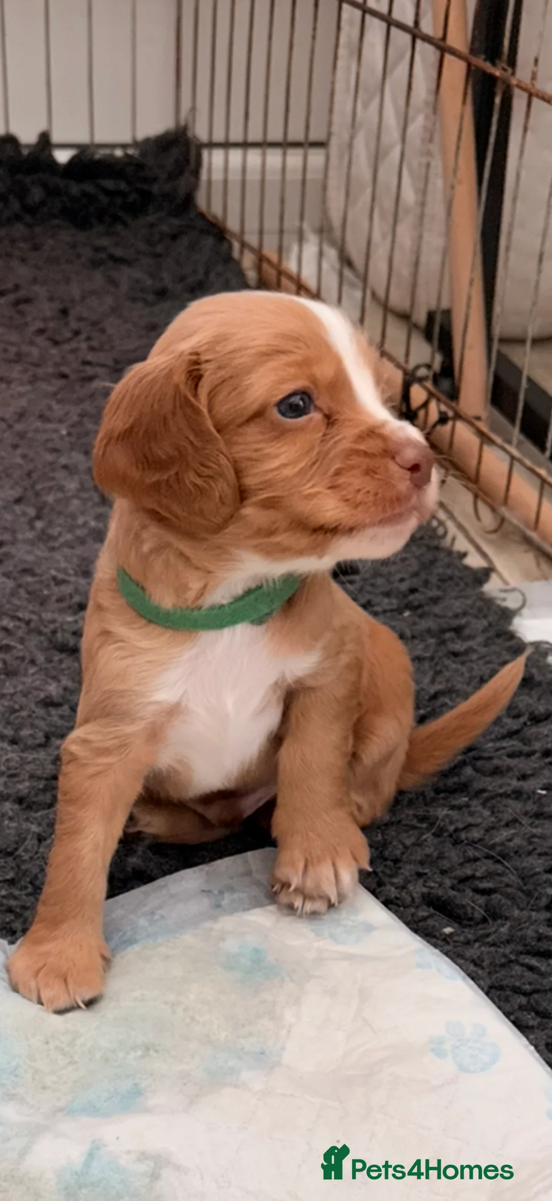 Sprocker dogs for sale: Sprocker Pups - Advert 10