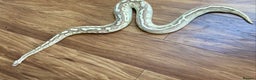 Python Snake reptiles for sale: Royal pythons looking for new homes  - Advert 12