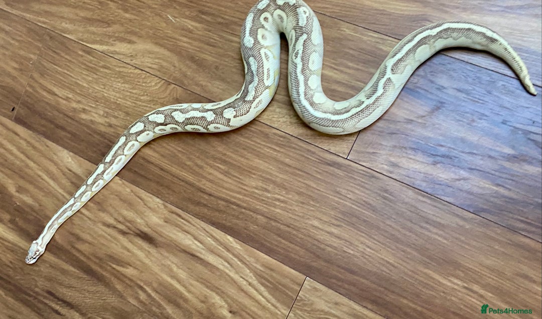 Python Snake reptiles for sale: Royal pythons looking for new homes  - Advert 12