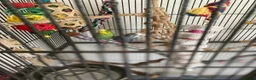 Budgerigars birds for sale: 2 Budgies for sale  in Horsham - Advert 9