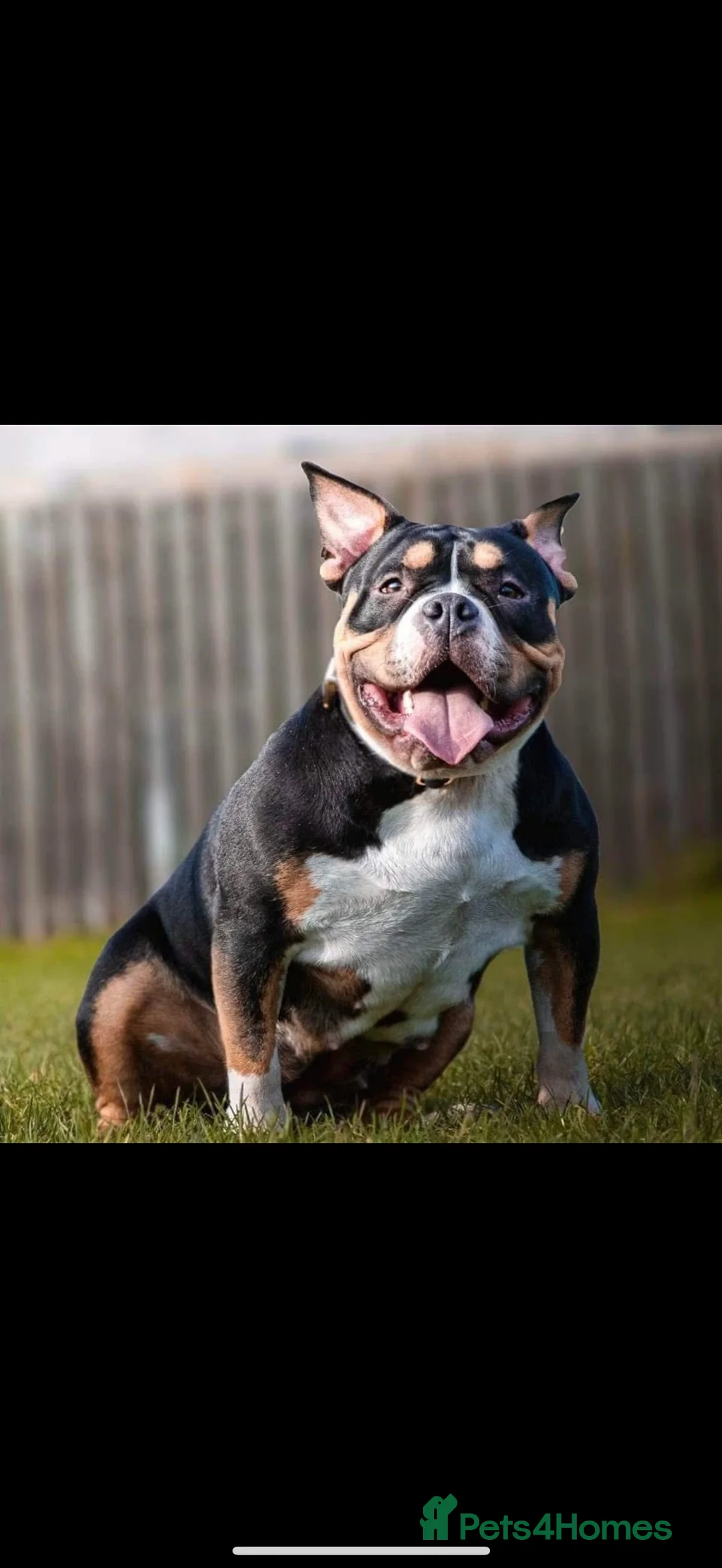 American Bully dogs for sale: 2 American pocket bully boys  - Advert 4