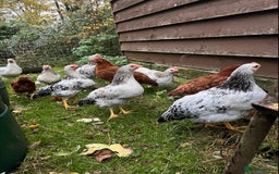 Chickens poultry for sale: Healthy Hybrid cockerells - Image 1