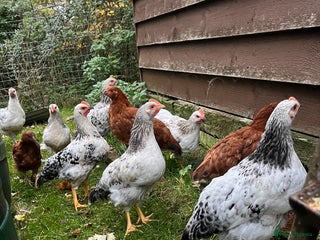 Chickens poultry - Advert 1