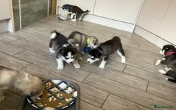 Siberian Husky dogs for sale: Gorgeous husky pups - Image 11