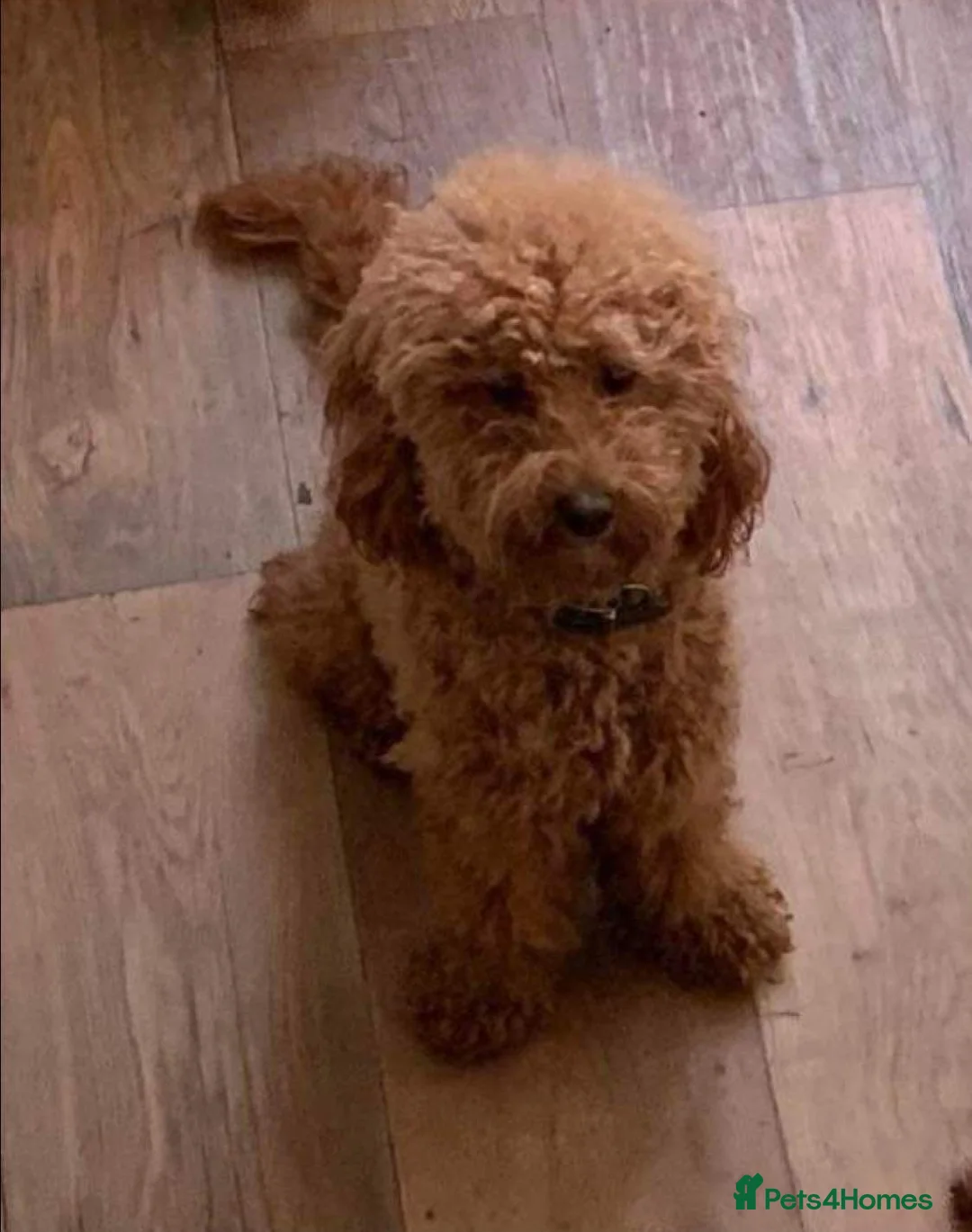 Miniature Poodle dogs for stud: Red Mini Poodle PRA Clear & Other DNA Clear in Mansfield - Advert 3