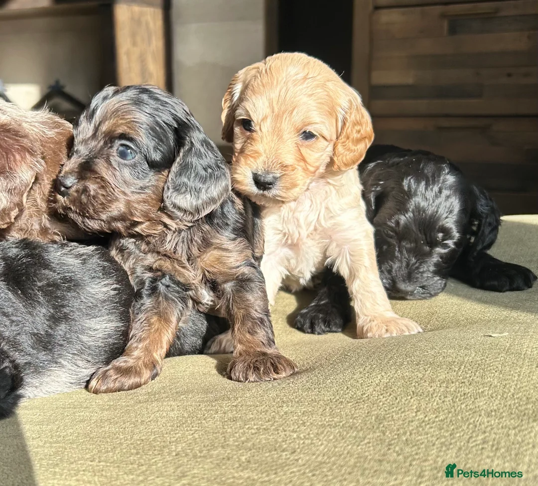 Cavapoo dogs for sale: Cavapoo puppies - Advert 1