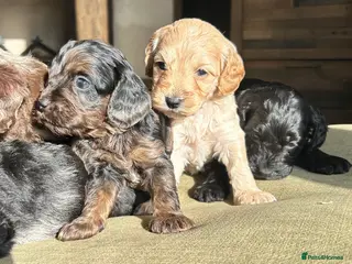 Cavapoo dogs Cavapoo puppies - Advert 5