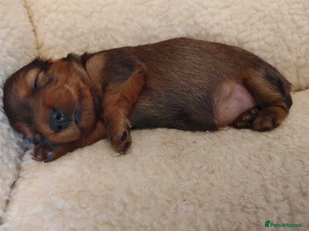 Miniature Dachshund dogs for stud: Miniature Long Haired Dachshund Pra 1 Clear KC reg in Peterborough - Advert 15
