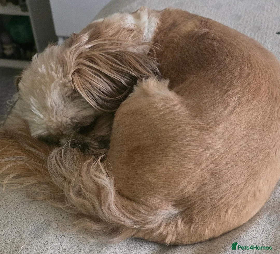 Shih Tzu dogs for sale: 4yr old shih tzu - Advert 2