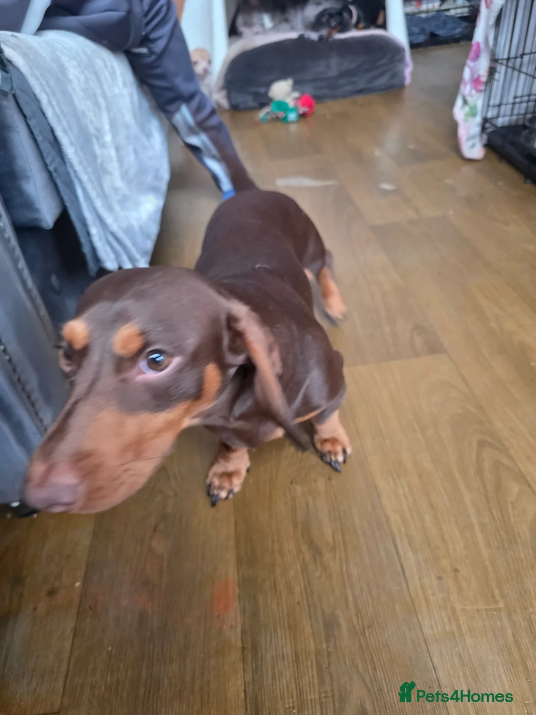 Dachshund dogs for sale: Beautiful dachshund boy - Advert 4