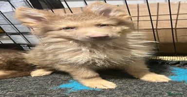 German Shepherd dogs German Shepherd Puppies Liver Isabella Blue Black  - Advert 7