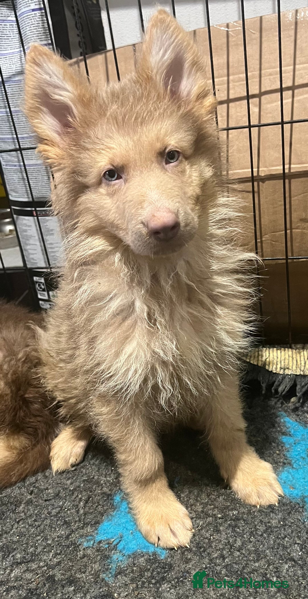 German Shepherd dogs for sale: German Shepherd Puppies Liver Isabella Blue Black  - Advert 2