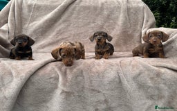 Dachshund dogs for sale: Miniature dachshund x Teckel puppies-Ready now!  - Image 6