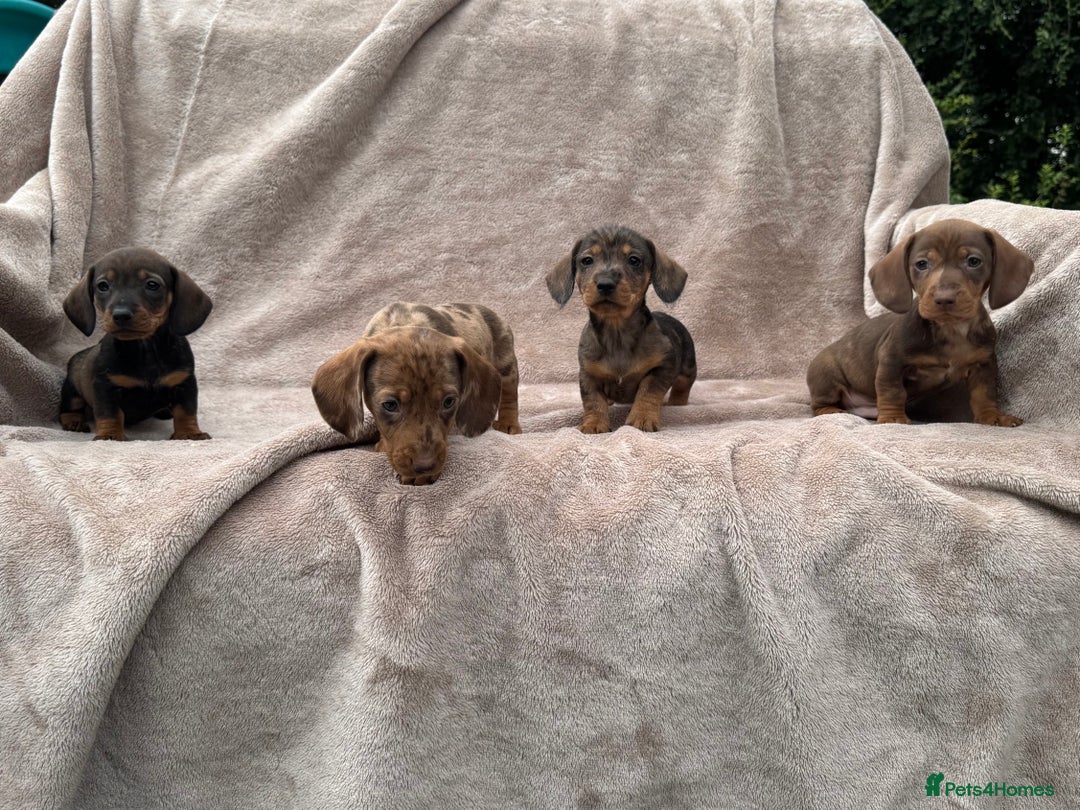 Dachshund dogs for sale: Miniature dachshund x Teckel puppies-Ready now!  - Image 6