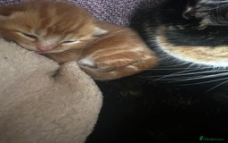 Domestic Shorthair cats for sale: Ginger kitten  - Image 7