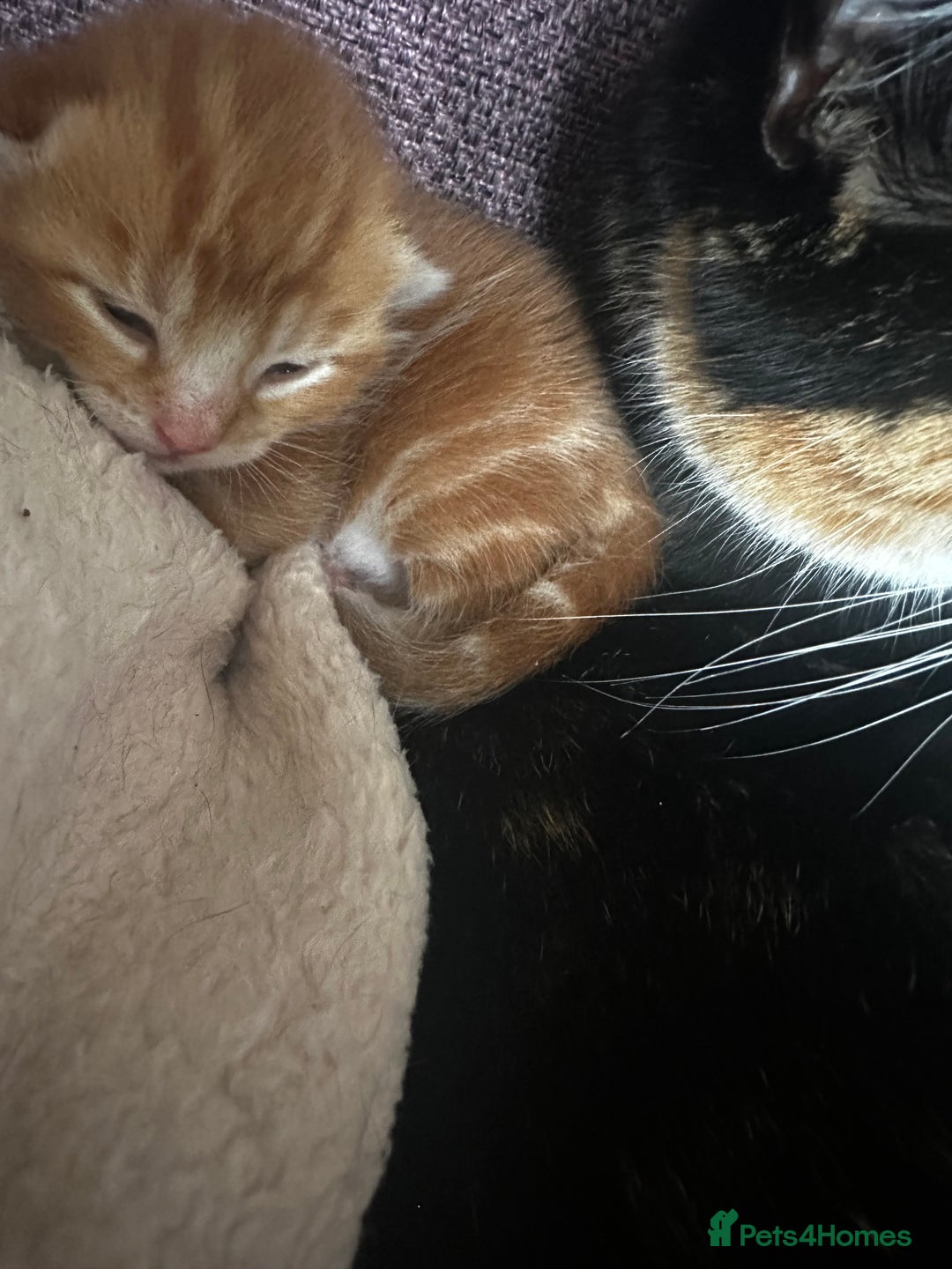 Domestic Shorthair cats for sale: Ginger kitten  - Image 7