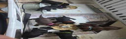 Labrador Retriever dogs for sale: Labrador puppies  in Rugeley - Advert 9