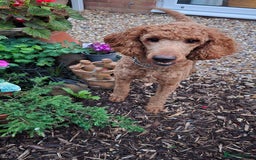 Standard Poodle dogs for sale: Super friendly standard poodle red boy  - Image 3
