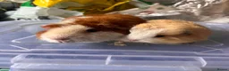 Guinea Pig rodents for sale: Bonded Guinea pig boars  - Advert 3