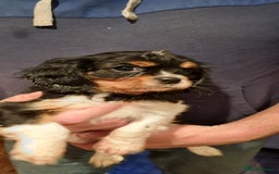 Cavalier King Charles Spaniel dogs for sale: Cavalier King Charles Puppies Available - Image 16