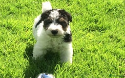 Fox Terrier dogs for sale: Wire Haired Fox Terrier Puppies - Image 10