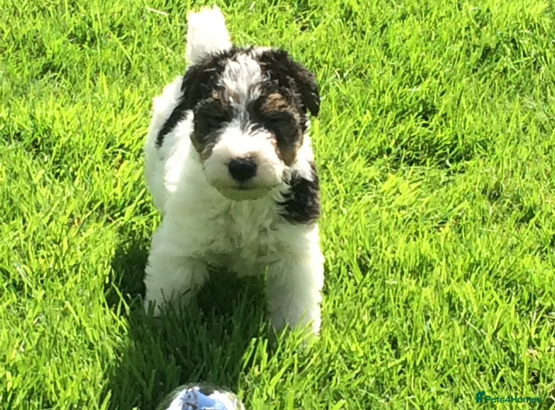 Fox Terrier dogs for sale: Wire Haired Fox Terrier Puppies - Image 10