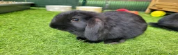 Mini Lop rabbits for sale: Beautiful Mini Lop Mix Rabbits - READY THURSDAY  - Advert 22