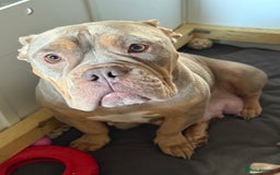 American Bully dogs for sale: Pocket bully  - Image 12