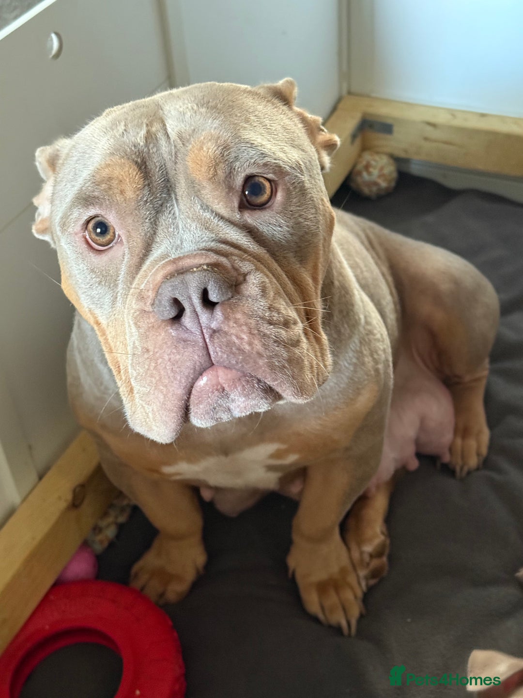 American Bully dogs for sale: Pocket bully  - Image 12