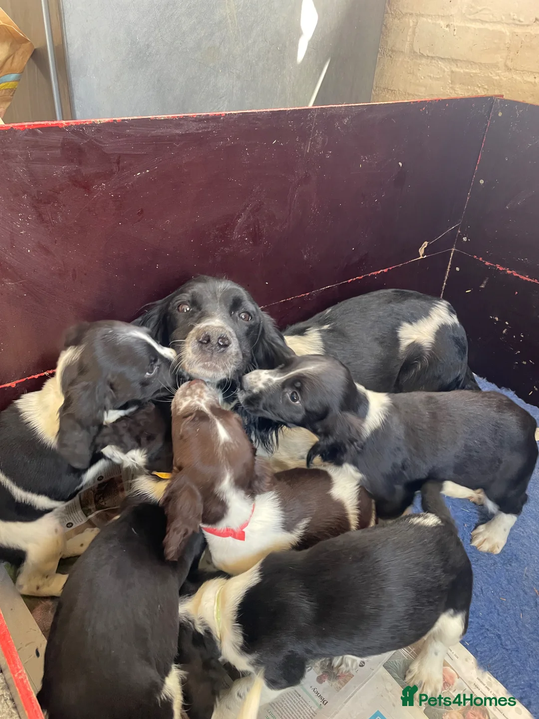 English Springer Spaniel dogs for sale: English springer spaniel  - Advert 1
