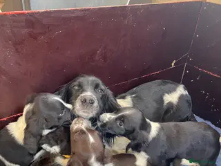 English Springer Spaniel dogs English springer spaniel - Advert 1