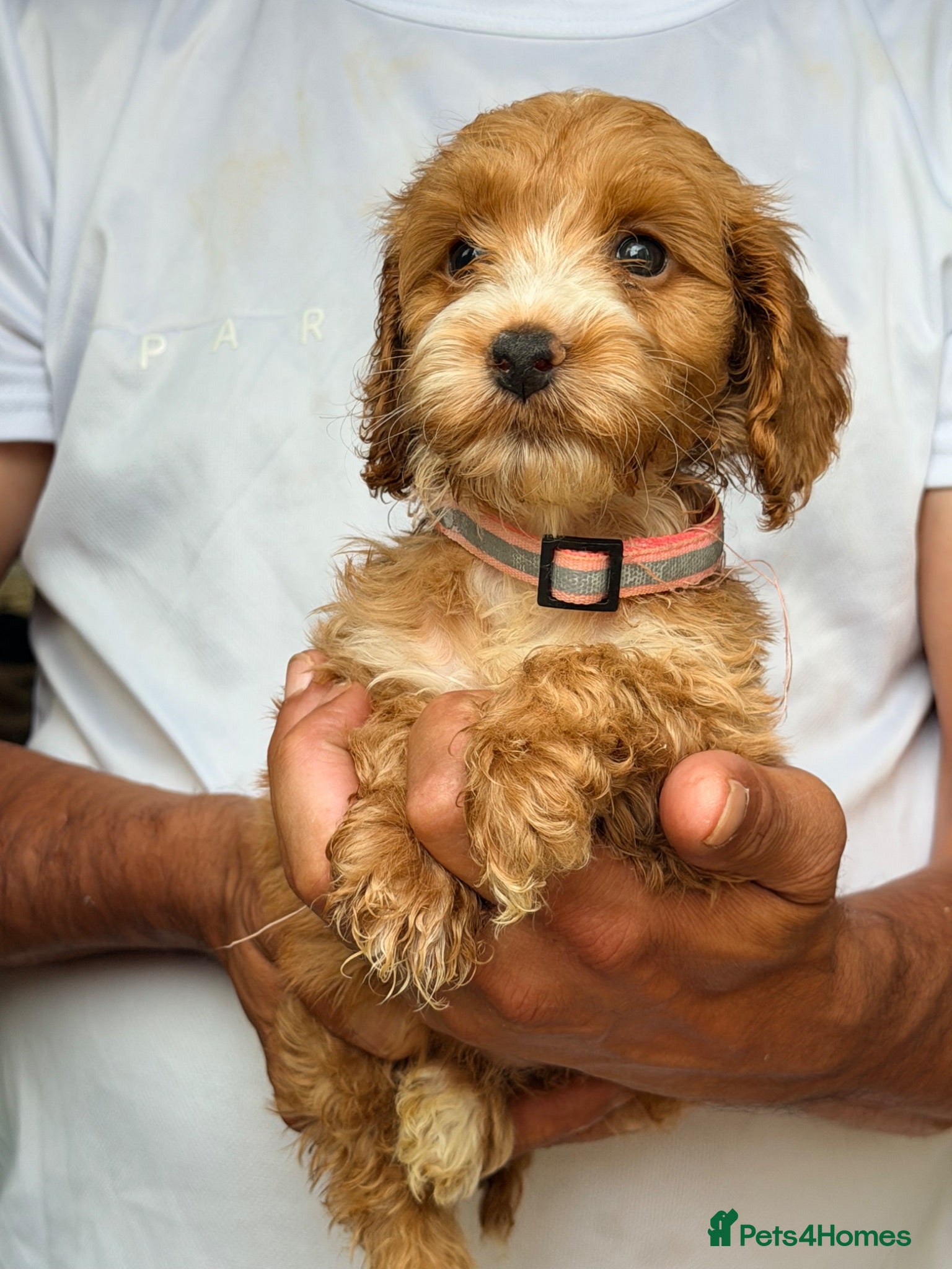 Cockapoo dogs F1 Cockapoo Pups Ready to go if you are Ready  - Advert 1