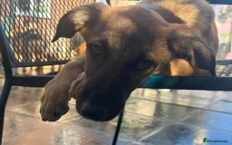Mixed Breed dogs for adoption: Dorito - Norwich Norfolk  - Image 8