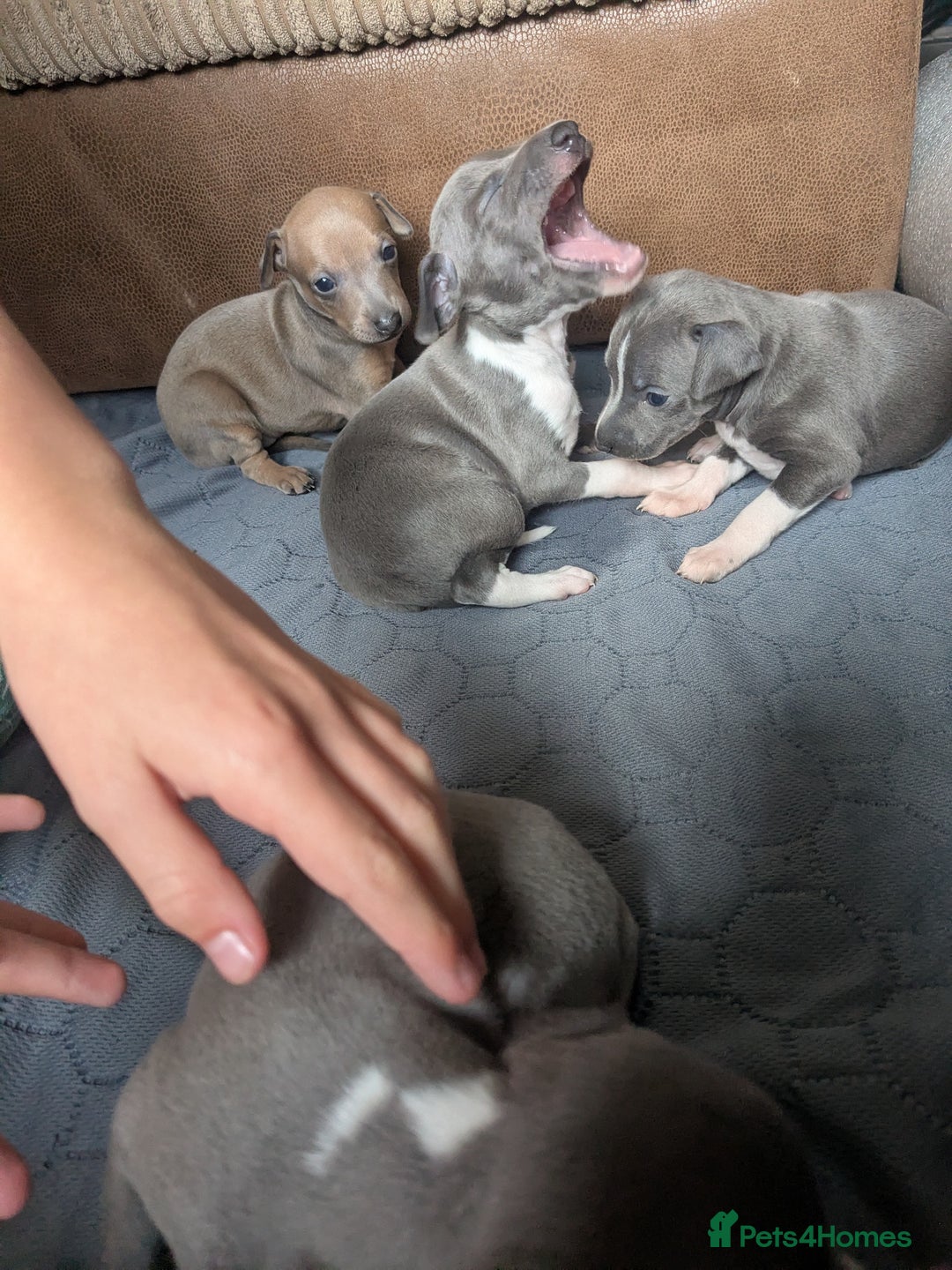Italian Greyhound dogs for sale: Beautiful KC registered ITALIAN GREYHOUNDS  - Image 8