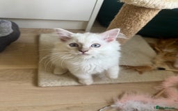 Ragdoll cats for sale: X5 Ragdoll kittens - Image 1