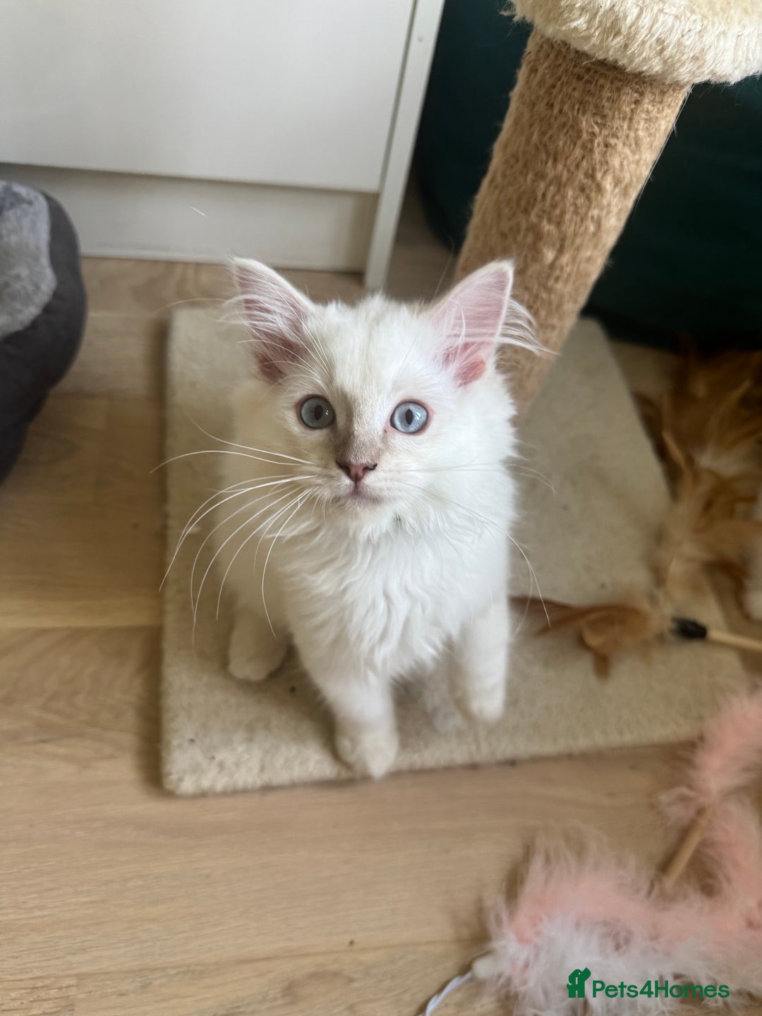 Ragdoll cats for sale: X5 Ragdoll kittens - Image 1