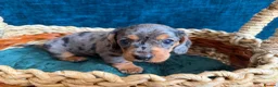 Miniature Dachshund dogs for sale: Beautiful Miniature Dachshund Puppies - Advert 21