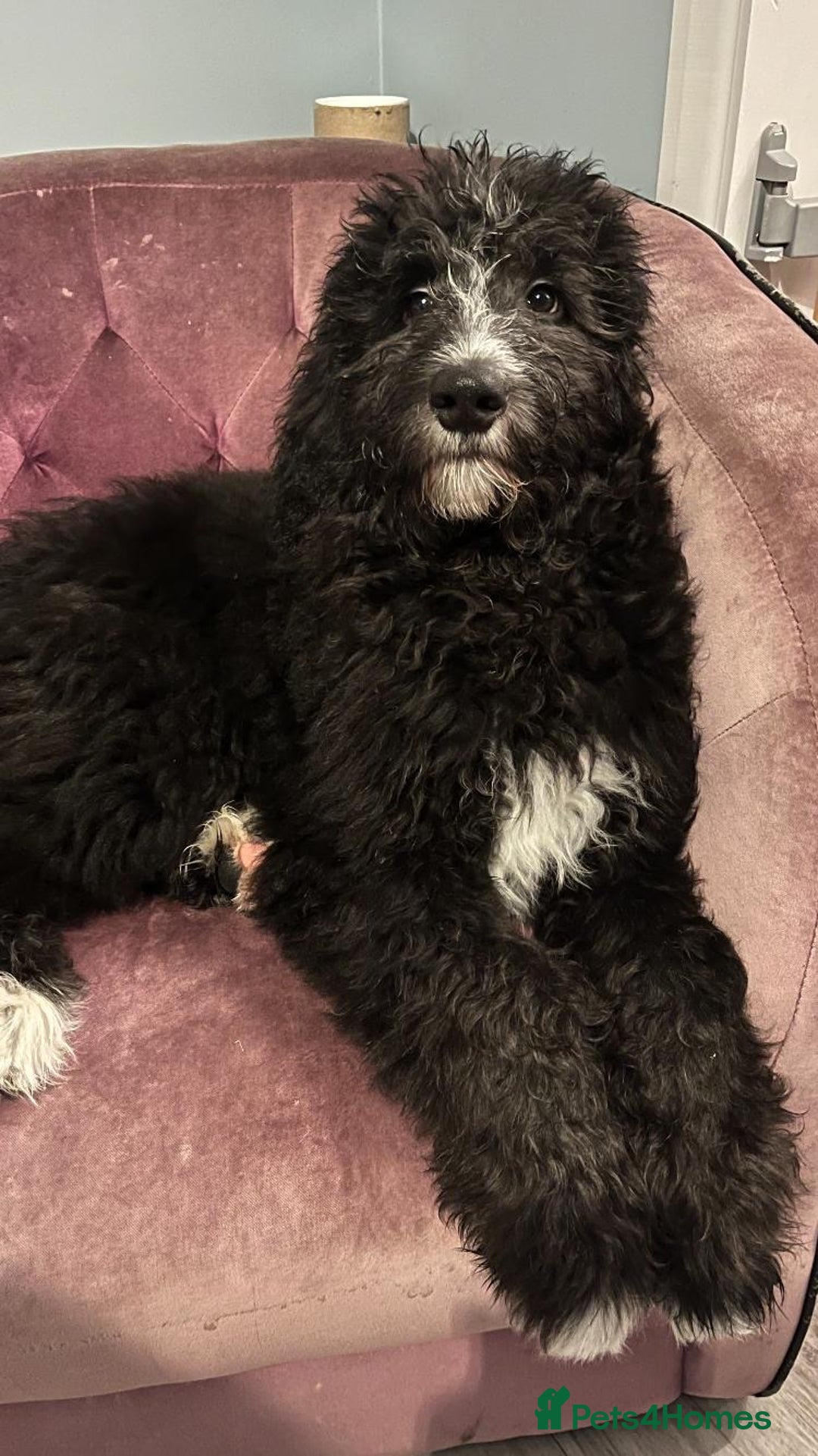 Bernedoodle dogs for sale: Adorable, 19week old bernedoodle boy - Advert 8