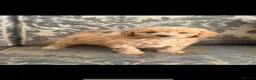 Cavapoo dogs for sale: Beautiful red Cavapoo pups exquisite health lines - Advert 3