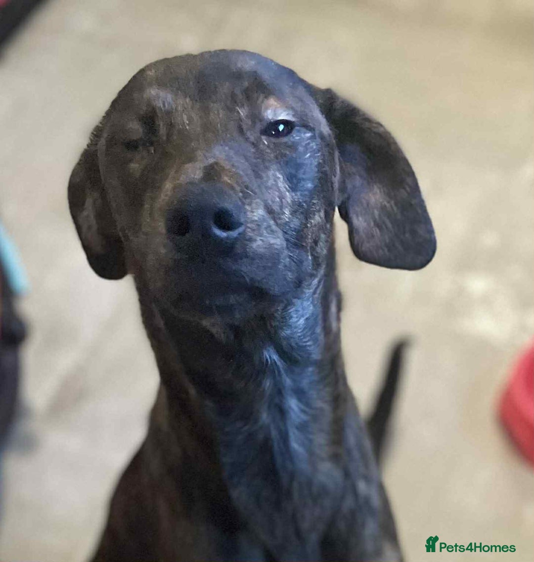 Mixed Breed dogs for sale: Good home wanted - Advert 2