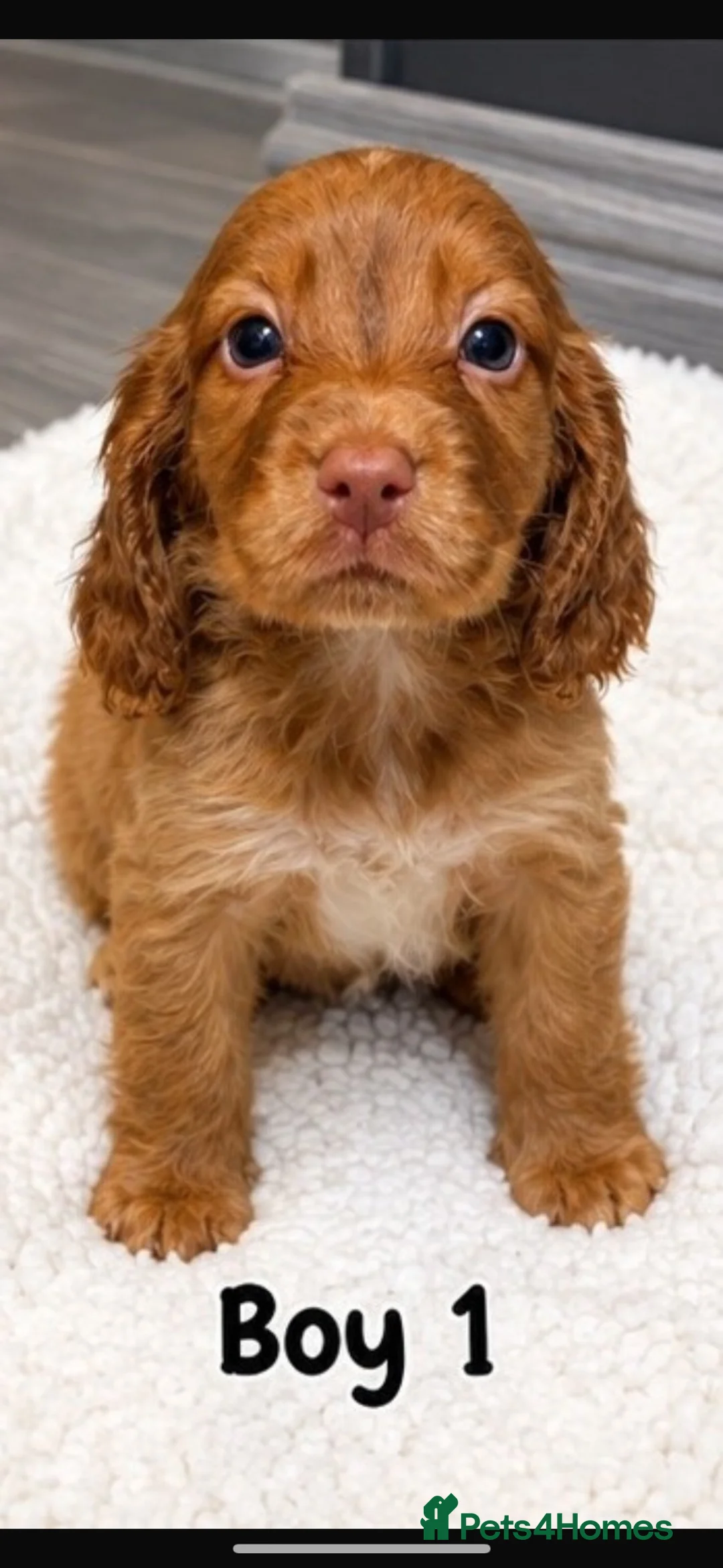 Cocker Spaniel dogs for sale: Working cocker spaniel puppies  - Advert 15