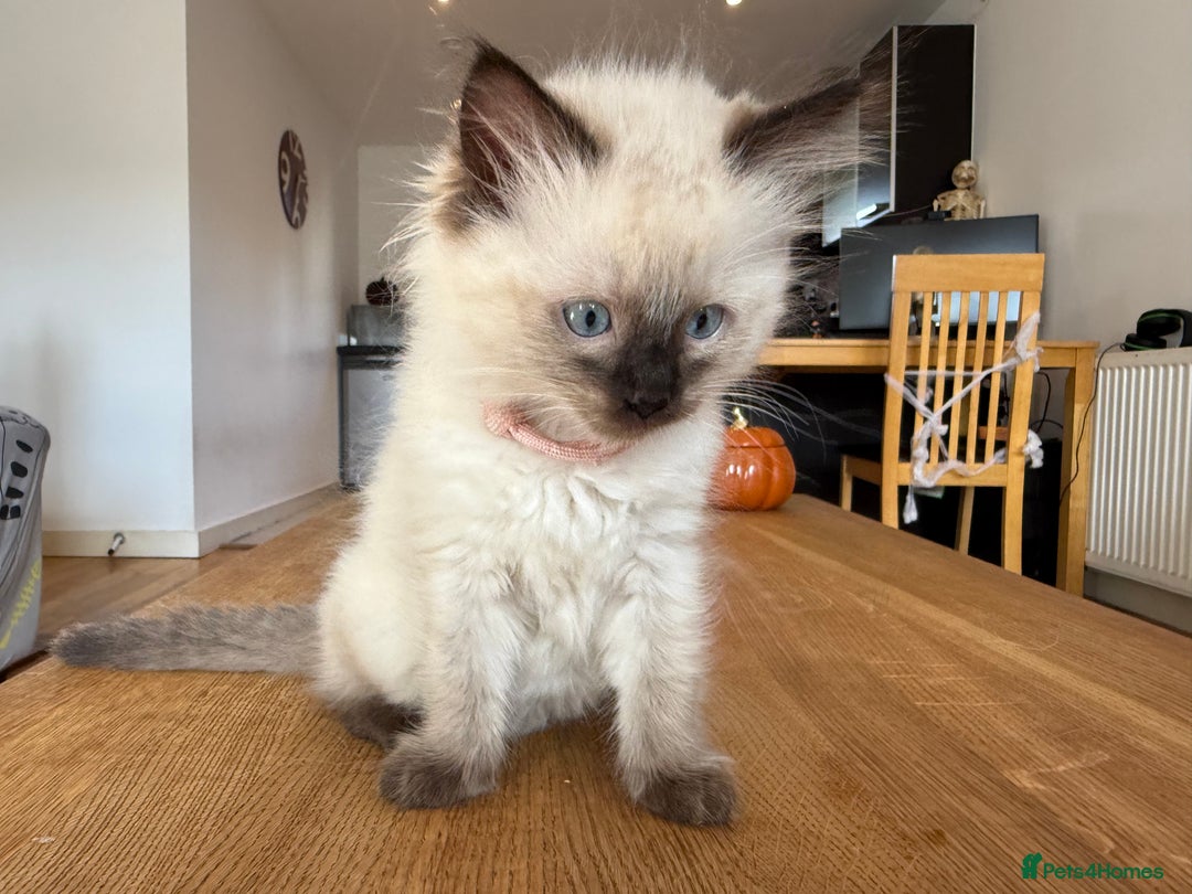 Ragdoll cats for sale: Ragdoll Kittens for Sale - Image 8