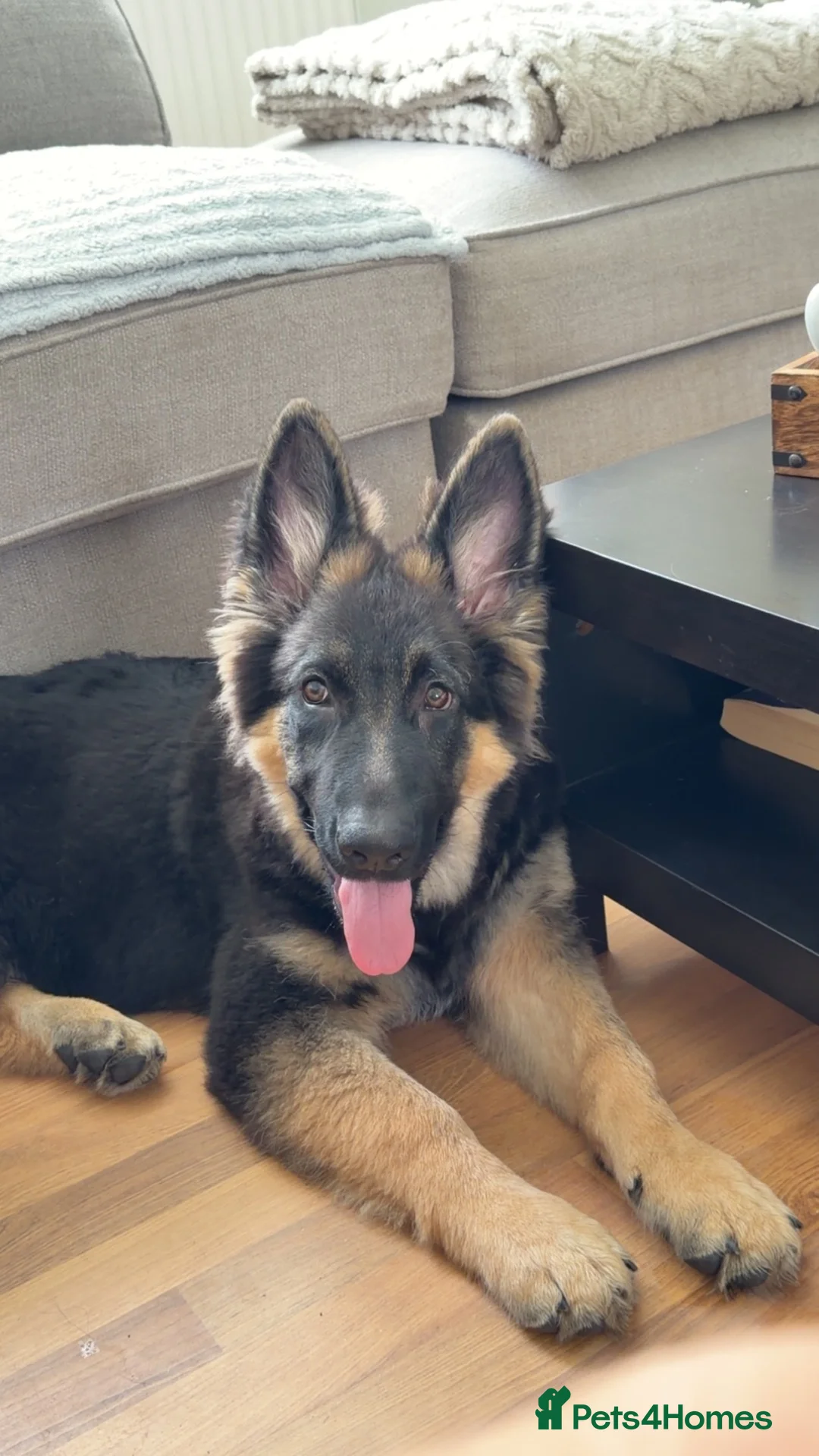 German Shepherd dogs for sale: 8 month old  - Advert 2