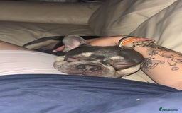 French Bulldog dogs for sale: OPEN TO OFFERS. Rehoming Jax, ASAP - Image 1