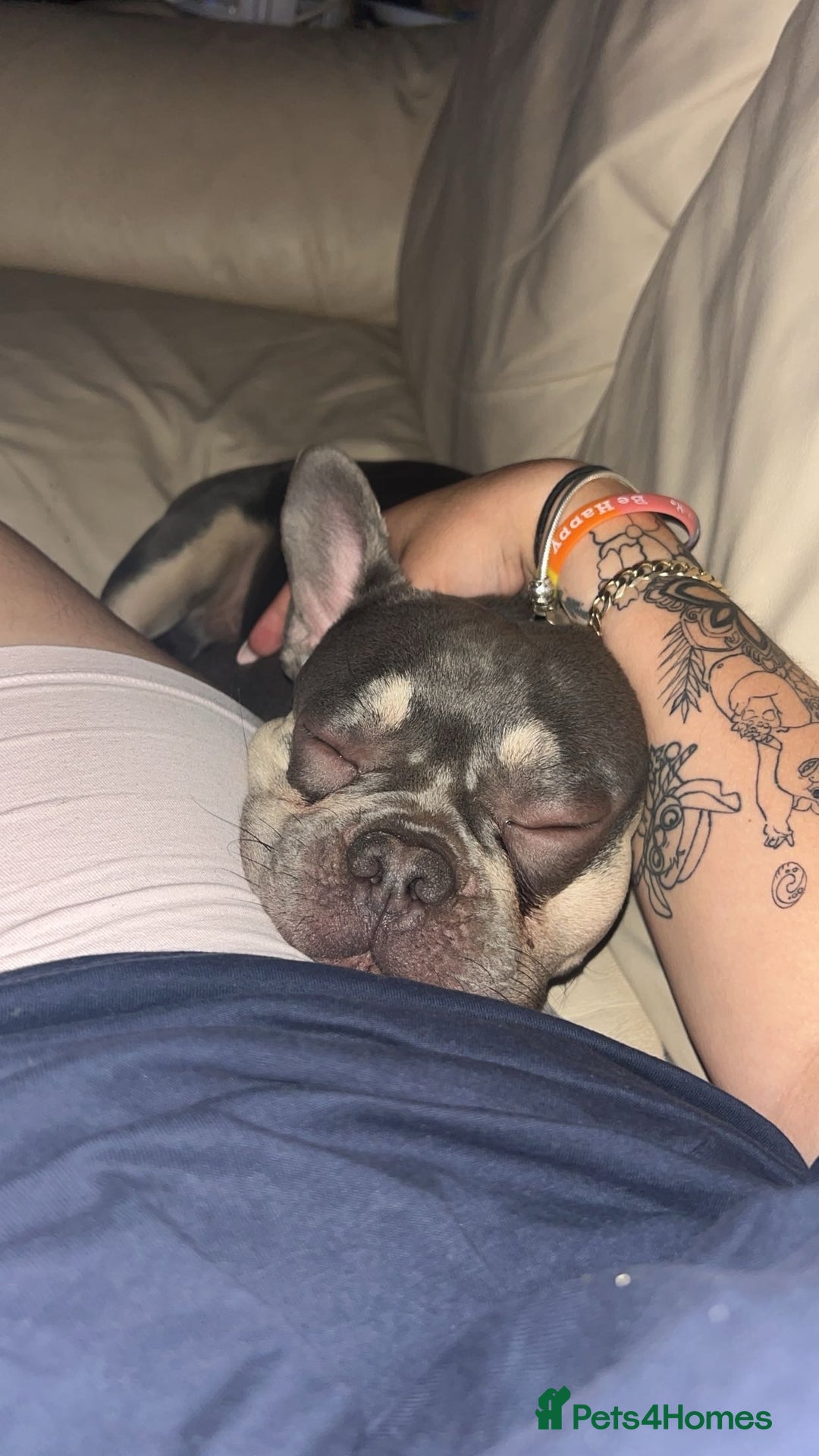 French Bulldog dogs for sale: OPEN TO OFFERS. Rehoming Jax, ASAP - Image 1