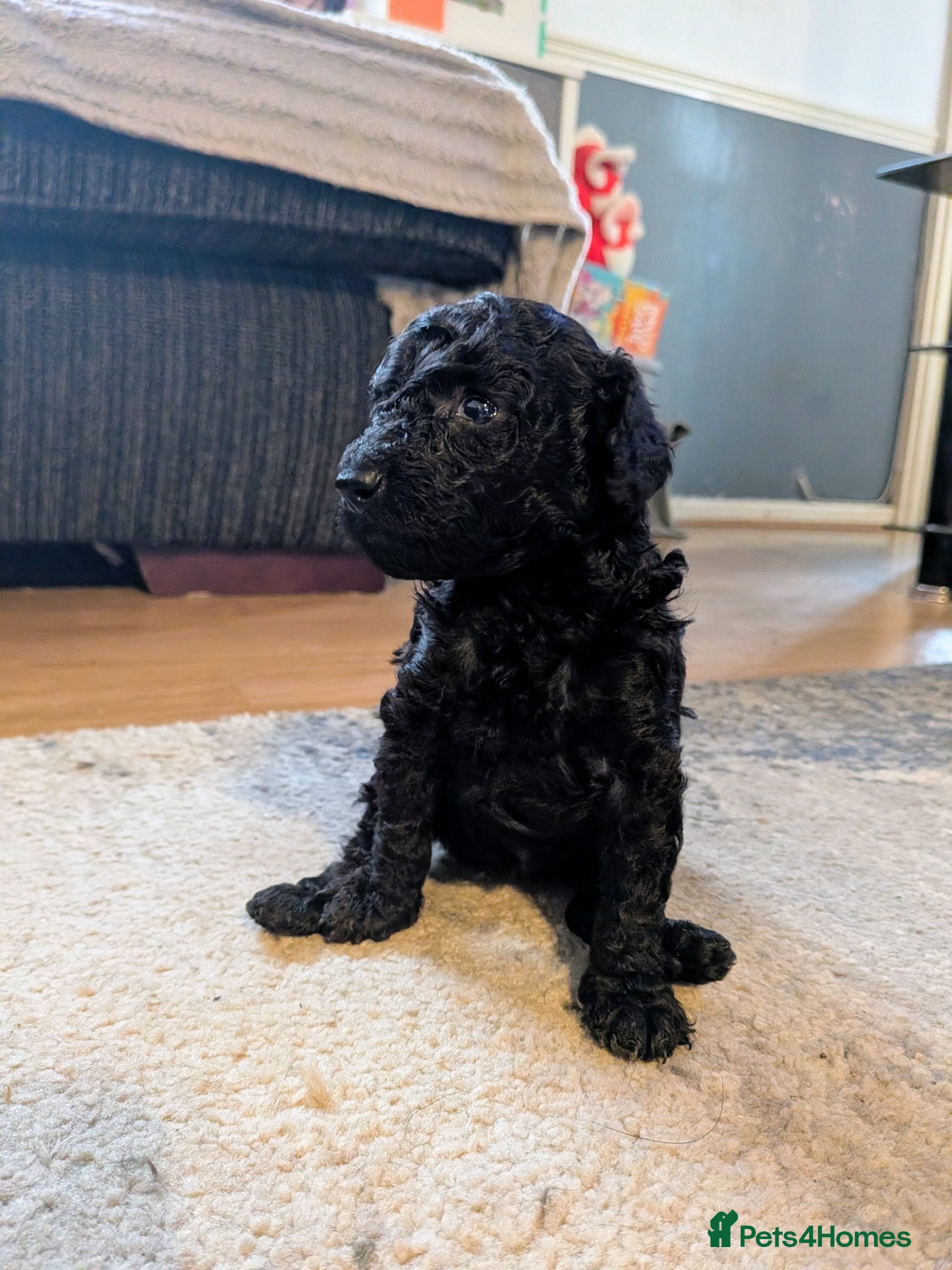 Cockapoo dogs for sale: Toy Cockapoo Puppies for Sale - Advert 14