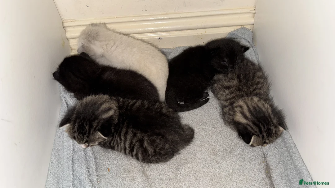 Bengal cats for sale: Cute Bengal kittens  - Advert 1