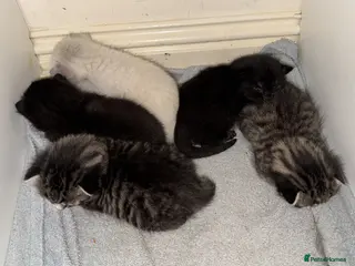 Bengal cats Cute Bengal kittens - Advert 3