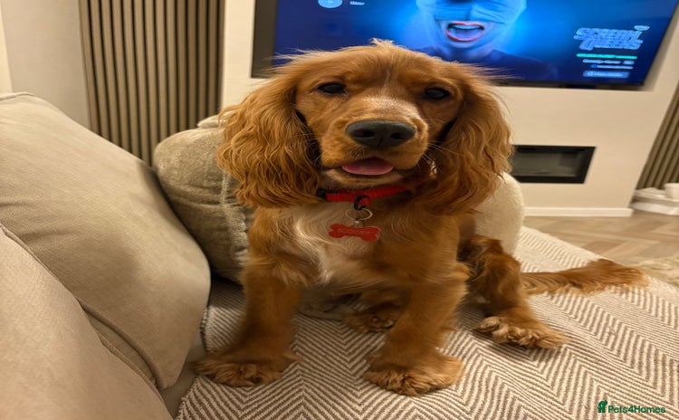 Cocker Spaniel dogs - Advert 1