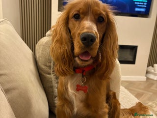 Cocker Spaniel dogs - Advert 2